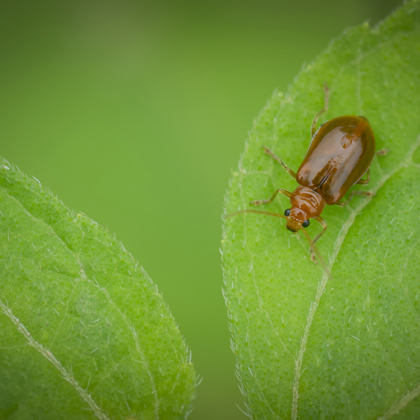 photographer abueilas